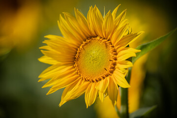 girasole in primo piano con sfondo sfocato