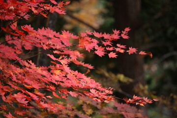 自然, 花, 木, ピンク, とぶ, 植える, 赤, 葉, 緑, 秋, 花, 庭, 葉, 咲く, 全盛期, ナチュラル, ブランチ, 季節, すごい,  紫, 木の葉, 植物, 美しい, 落ちる