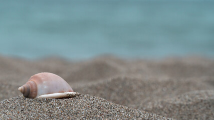 seashell on the beach