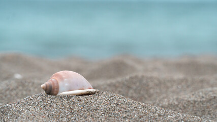 shell on the beach