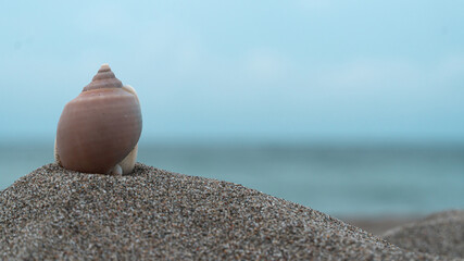 Fototapeta na wymiar close up of a seashell on the beach