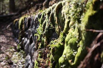 コケ, 木, 自然, 緑, 森, 岩, 質感, 木, 植える, 水,, 風景, 岩, ナチュラル,...