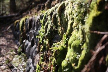 コケ, 木, 自然, 緑, 森, 岩, 質感, 木, 植える, 水,, 風景, 岩, ナチュラル, 山, トランクス, コケに似た, あばたのある, 古い, 地衣類