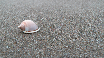 seashell on the beach