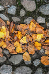 Fallen autumn leaves on a stone walkway
