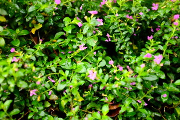 green leaves background