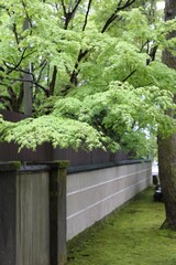 自然, 森, 緑, 木, パス, 公園, 橋, 庭, 風景, 木, 木, 道, サマータイム, 木製の, 植える, 草, フェンス, ナチュラル, トレイル, 歩行, 木, とぶ, アウトドア, 葉