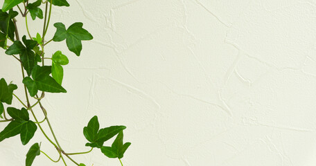 Star Shaped Vine Houseplant And White Wall Background Material 星形のつる性の観葉植物と 白い壁の背景素材 Wall Mural Kana Design Image