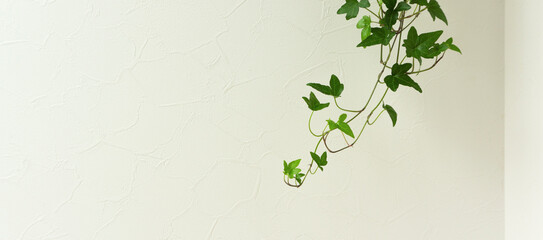 Star-shaped vine houseplant and white wall background material. 星形のつる性の観葉植物と白い壁の背景素材