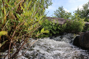 stream in the forest