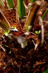dead tree in the forest
