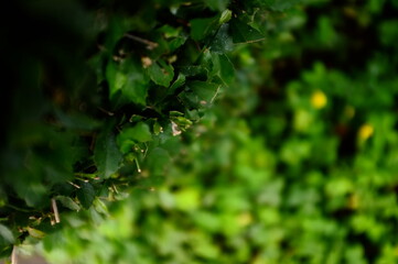 green moss in the forest
