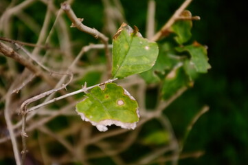 dew on the leaves