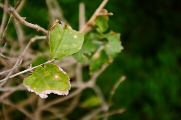 close up of a leaf