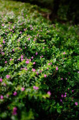 pink flowers in the garden