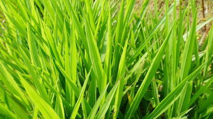 
Beautiful green leaves that are very lush. Suitable as a wallpaper or for printing