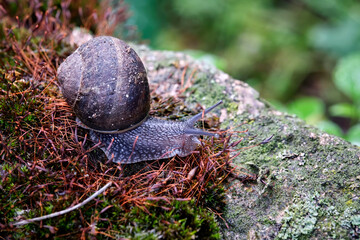 Gefleckte Weinbergschnecke ( Cornu aspersum ).