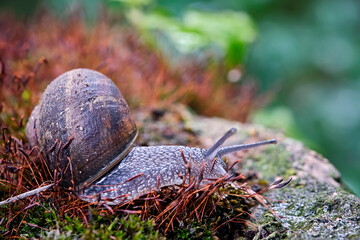Gefleckte Weinbergschnecke ( Cornu aspersum ).