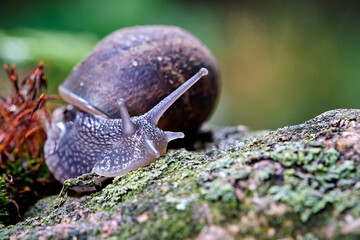 Gefleckte Weinbergschnecke ( Cornu aspersum ).