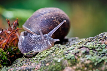 Gefleckte Weinbergschnecke ( Cornu aspersum ).