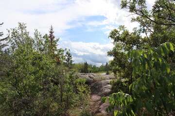tree in the mountains