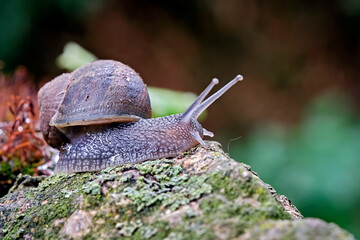 Gefleckte Weinbergschnecke ( Cornu aspersum ).