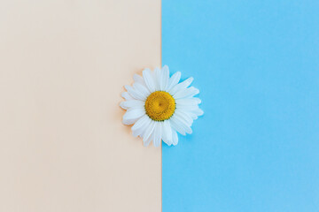 Beautiful white daisy flower on a light blue and peach pastel background. Greeting card for summer days.