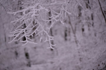 snow on the branches of trees