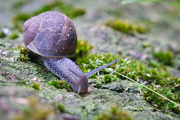 Gefleckte Weinbergschnecke ( Cornu aspersum ).
