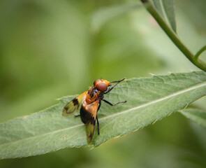 red bug on leaf
