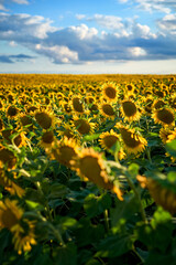 Obraz premium sunflower field in the summer