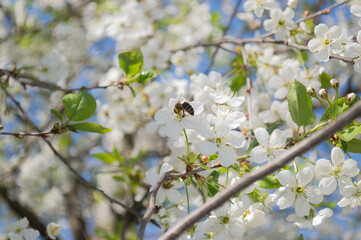 cherry tree blossom