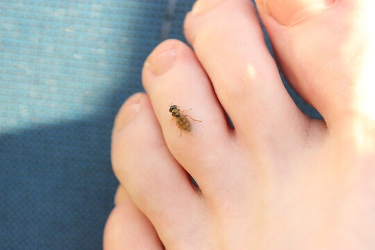 Steckm&uuml;cken Bremsen  auf Haut, stechen Menschen, Fu&szlig;, Arm, K&ouml;rperstellen