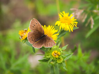 butterfly on yellow flower