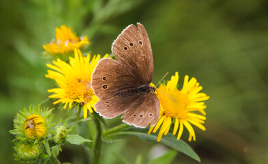 butterfly on yellow flower