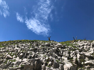 Herd of Capricorns on a alpine mountain trail between Rotsteinpass and Wildhauser Schafberg on the rocky ridge line. In the Alpstein area, Säntis, Swiss alps. Found while Trail running.