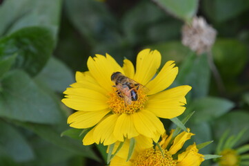 bee on yellow flower