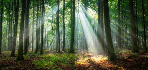 Beautiful morning in the forest © Piotr Krzeslak