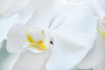Naklejka na ściany i meble orchid flower closeup