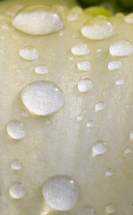 Beautiful large and small raindrops on a yellow flower petal close-up.