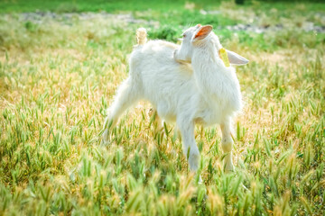 Obraz premium A little kid on a goats farm grazes on the grass