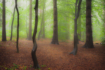 Forest after rainfall