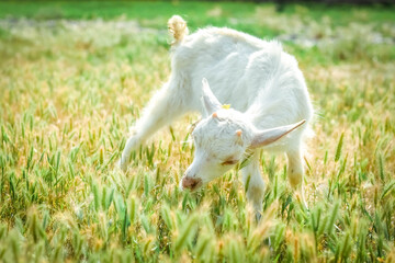 
A little kid on a goats farm grazes on the grass
