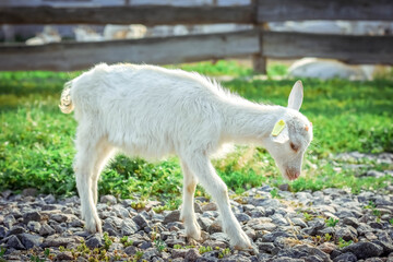 
A little kid on a goats farm grazes on the grass