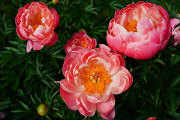 Coral herbaceous peony flowers © eqroy
