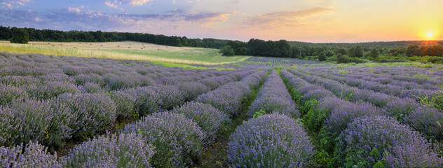 Lavender field at sunset panorama.