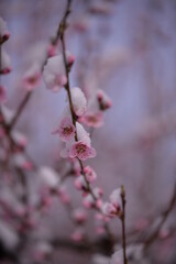 snow falling on peach blossoms. abnormal meteorological phenomenon