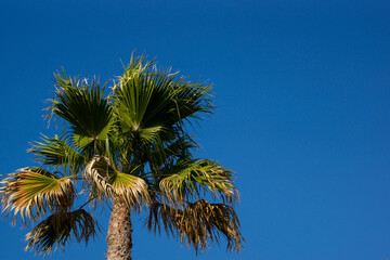 Under the palm tree