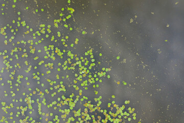 Water lily pads in natural pond seen from above. Aerial view on green plants floating on water...
