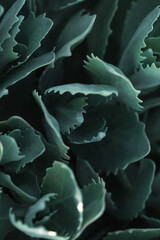 Natural green leaves texture background